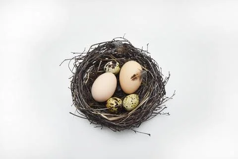 Nest of branches with Easter eggs on a white isolated background. Stock Photos