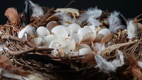 Nest with broken eggs inside. Bird reproduction nesting behaviour and wildl.. Stock Footage 345915977