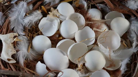 Nest with broken eggs inside. Bird reproduction nesting behaviour and wildl.. Video stock 345916405