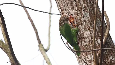 Nest building slow motion video of lineated barbet bird. Stock Footage 302173083