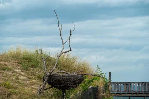 A nest is built on a tree branch Stock Photos