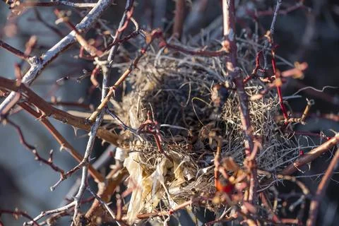 A nest is built in a tree with dried branches Stock-Fotos