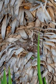 Nest built within palm tree leaves in a tropical garden setting during daylig Stock Photos