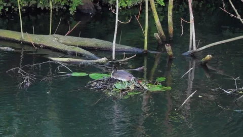 Nest care Stock Footage 98055829