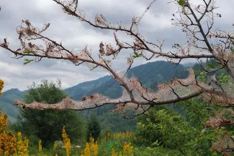 A nest of caterpillars with a web on a fruit tree in the mountains in summe.. Foto stock