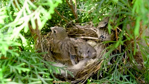 Nest with chicks between tree branches in the garden. Stock Footage 219007480