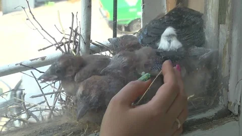 Nest. Chicks. Jay Bird Stock Footage 76692182