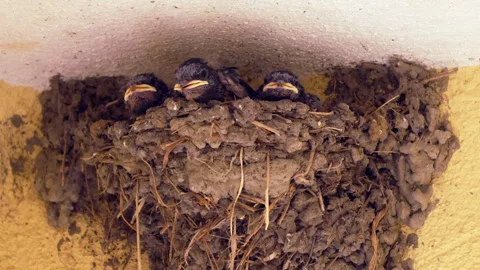 Nest of chicks with open beaks, waiting for food 스톡 동영상 313552193