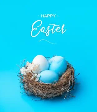 A nest with colored Easter eggs on a blue background. Stock Photos
