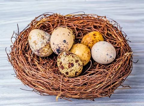 Nest with colorful easter eggs and yellow chick Stock Photos