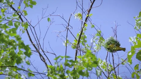 Nest Construction INSIDE Right Wind Trim Stock Footage 76484833