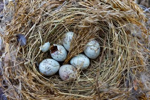 Nest containing bird eggs in natural habitat during early spring Stock Photos