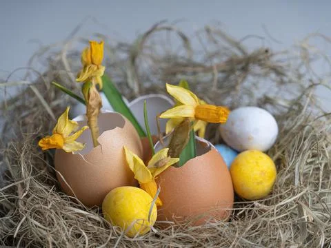 The nest contains an eggshell. Daffodils in eggshell. Easter concept on a lig Stock Photos
