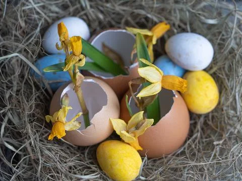 The nest contains an eggshell. Daffodils in eggshell. Easter concept on a lig Stock Photos