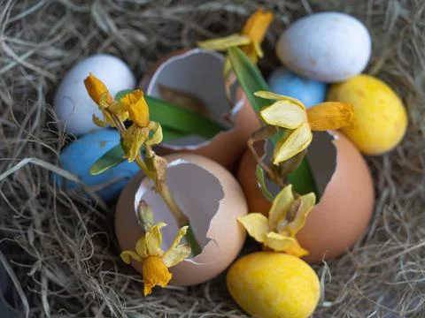 The nest contains an eggshell. Daffodils in eggshell. Easter concept on a lig Stock Photos