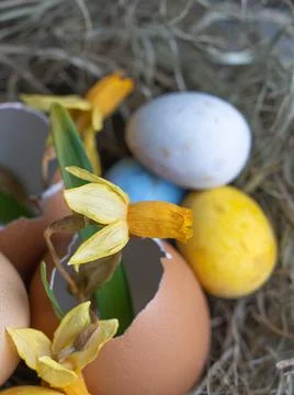 The nest contains an eggshell. Daffodils in eggshell. Easter concept on a lig Stock Photos