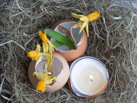 The nest contains an eggshell. Daffodils in eggshell. Easter concept on a lig Foto stock
