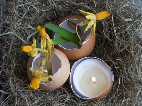 The nest contains an eggshell. Daffodils in eggshell. Easter concept on a lig Stock Photos