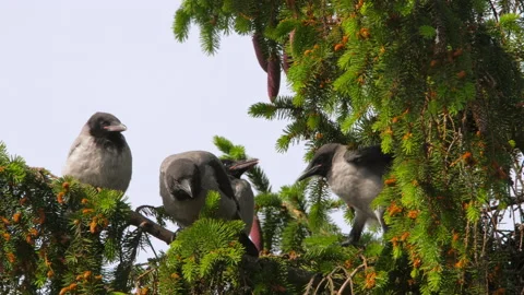 Nest with crows on a tree Stock Footage 201029610