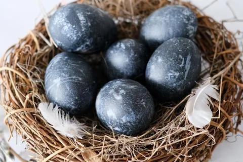 Nest with dark blue eggs for Easter and willow branches on a light background Stock Photos