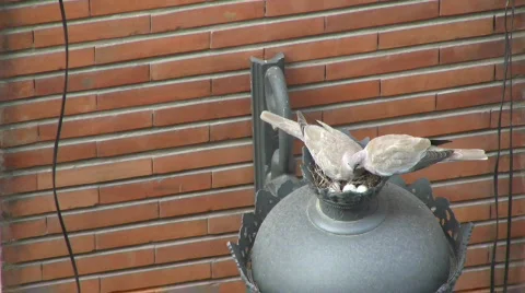 Nest of doves 스톡 동영상 306953
