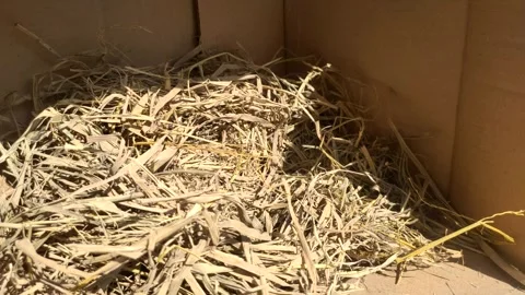 A Nest of Dry Straw in An Empty Coop Stock Footage 316106458