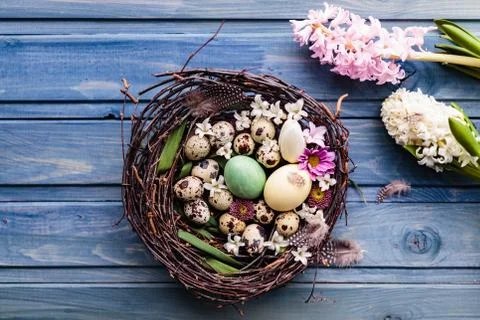 Nest with easter eggs on a blue wooden background Stock Photos