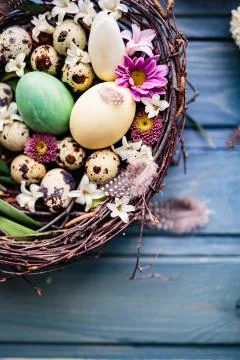 Nest with easter eggs on a blue wooden background Stock Photos