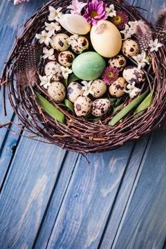 Nest with easter eggs on a blue wooden background Stock Photos