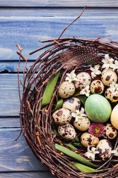 Nest with easter eggs on a blue wooden background Stock Photos
