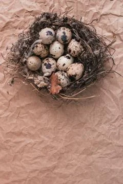 Nest with Easter quail eggs on craft paper background Stock Photos