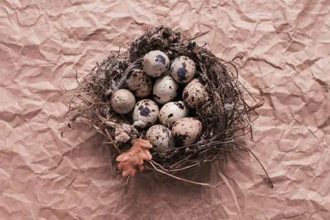 Nest with Easter quail eggs on craft paper background Stock Photos