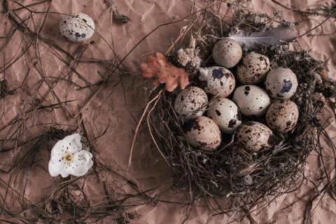 Nest with Easter quail eggs on craft paper background Stock Photos