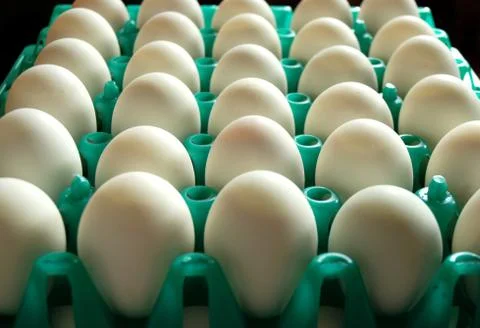 Nest egg in fram Stock Photos