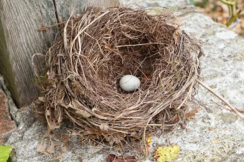 Nest with egg Foto stock