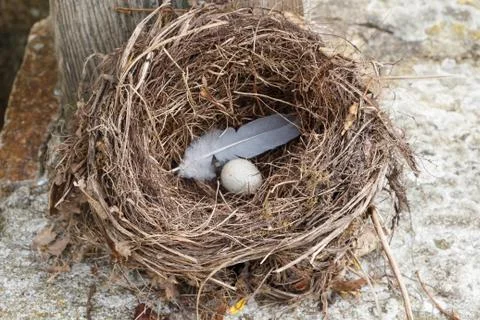 Nest with egg Stock Photos