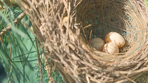 Nest with eggs of a bird hanging on a tree in the forest close-up Stock Footage 134449286