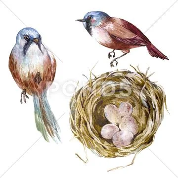 Nest with eggs, a couple of birds, vuntage Stock Illustration