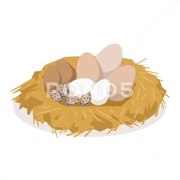 Nest with eggs of different birds, poultry breeding vector Illustration Stock Illustration