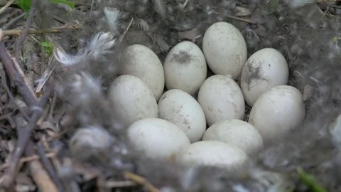 Nest with eggs of duck in the wild Video stock 83211298