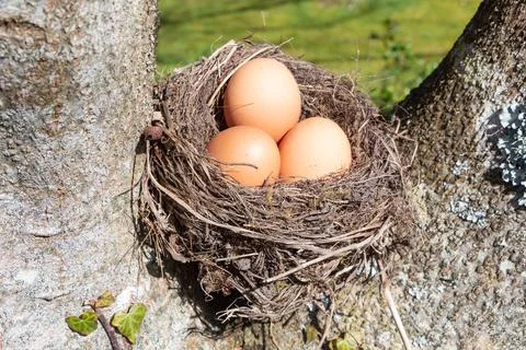 Nest with eggs for Easter Stock Photos