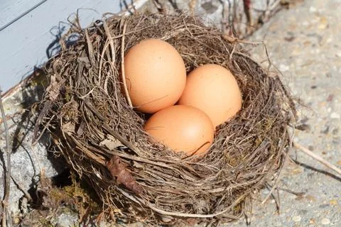 Nest with eggs for Easter Stock Photos