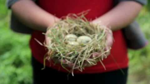 Nest with eggs in the hands of,nest with eggs on the palms Stock-Footage 37844411