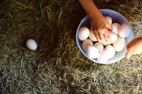 Nest eggs hen Stock Photos