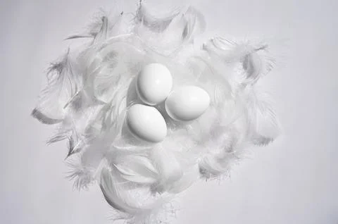 Nest with eggs isolated on white Stock Photos