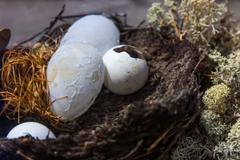 Nest with eggs in moss Stock Photos
