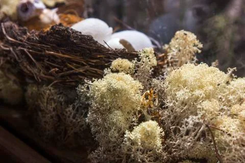 Nest with eggs in moss Stock Photos
