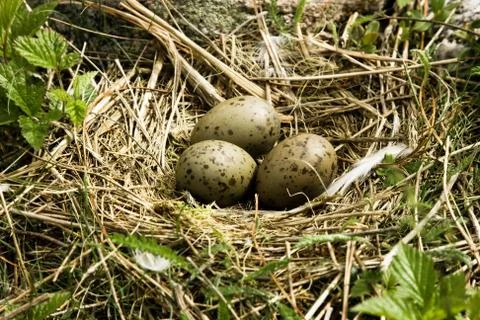 Nest with eggs Stock Photos