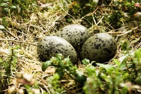 Nest with eggs Stock Photos