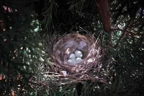 Nest with eggs Stock Photos
